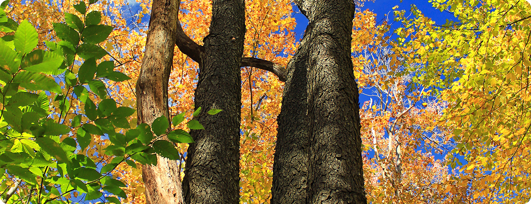 Vue de troncs d'arbres Prunus Serotina dans une forêt aux couleurs automnales avec un feuillage jaune vif sous un ciel bleu