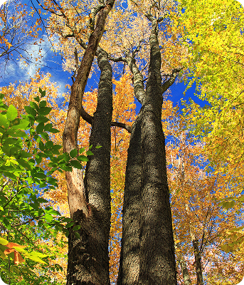 Vue de troncs d'arbres Prunus Serotina dans une forêt aux couleurs automnales avec un feuillage jaune vif sous un ciel bleu