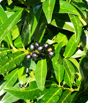 Gros plan sur des feuilles luisantes de Laurier du Caucase parsemées de gouttes de pluie, mettant en évidence des petites baies noires