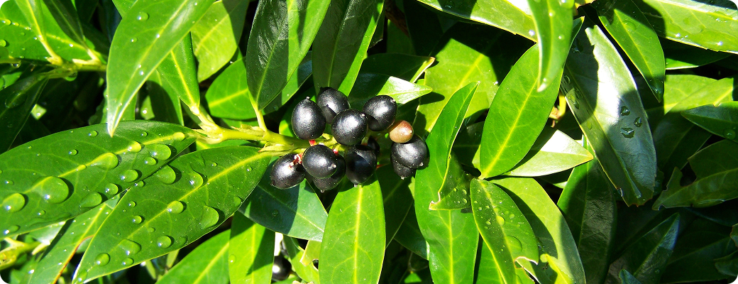 Gros plan sur des feuilles luisantes de Laurier du Caucase parsemées de gouttes de pluie, mettant en évidence des petites baies noires
