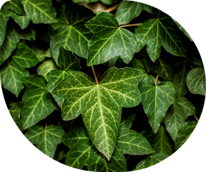 2019 : Phytoxil® Sirop toux