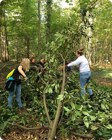 Des collaborateurs en forêt en train de scier et de manipuler des branches d'arbres lors d'une action de préservation de la biodiversité